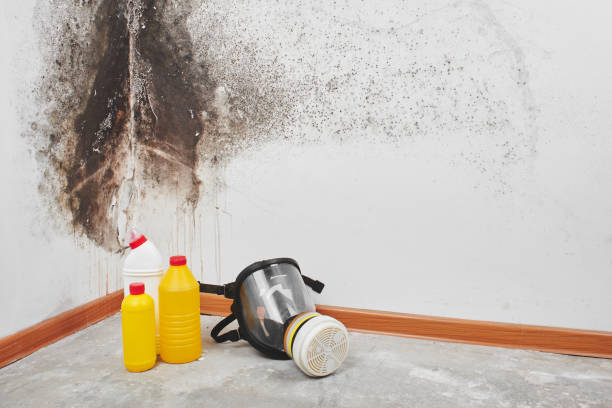 Best Best Mold Removal Companies  in Hacienda Heights, CA
