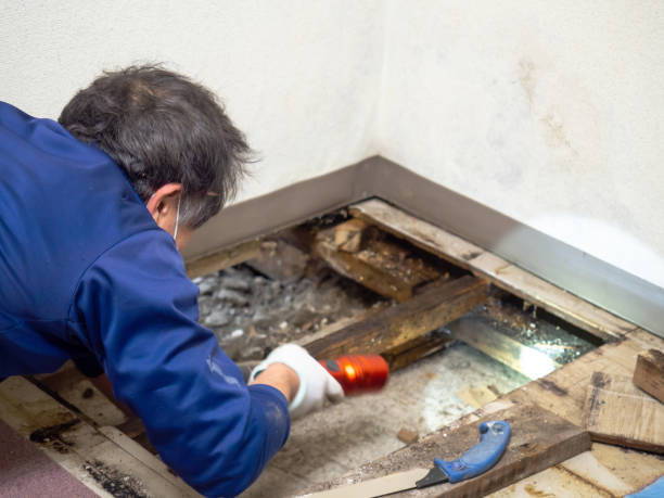 Best Mold Remediation  in Hacienda Heights, CA