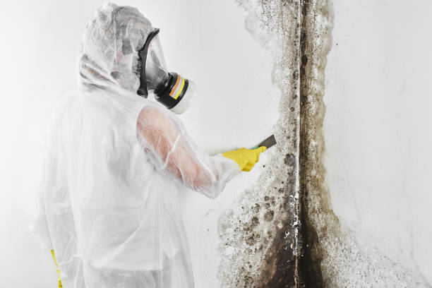 Best Certified Mold Removal  in Hacienda Heights, CA