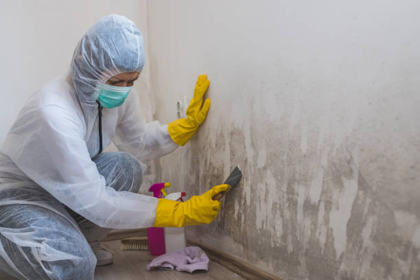 Best Mold Testing  in Hacienda Heights, CA